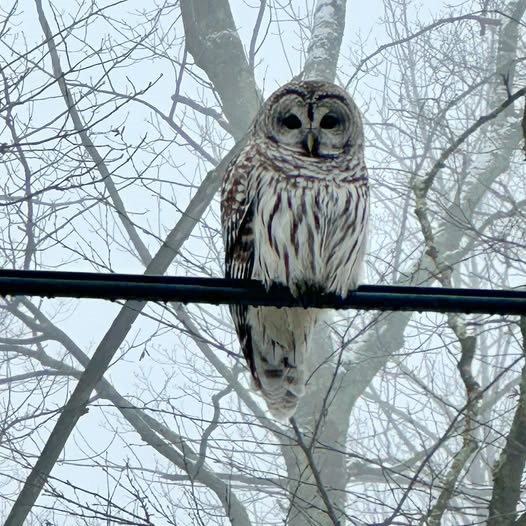 image of Barred Owl.