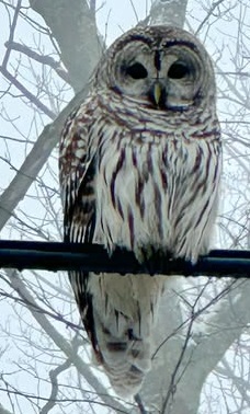 image of a Barred owl.