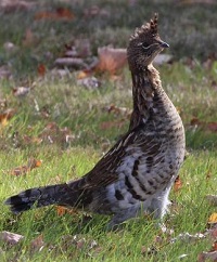 image of a grouse