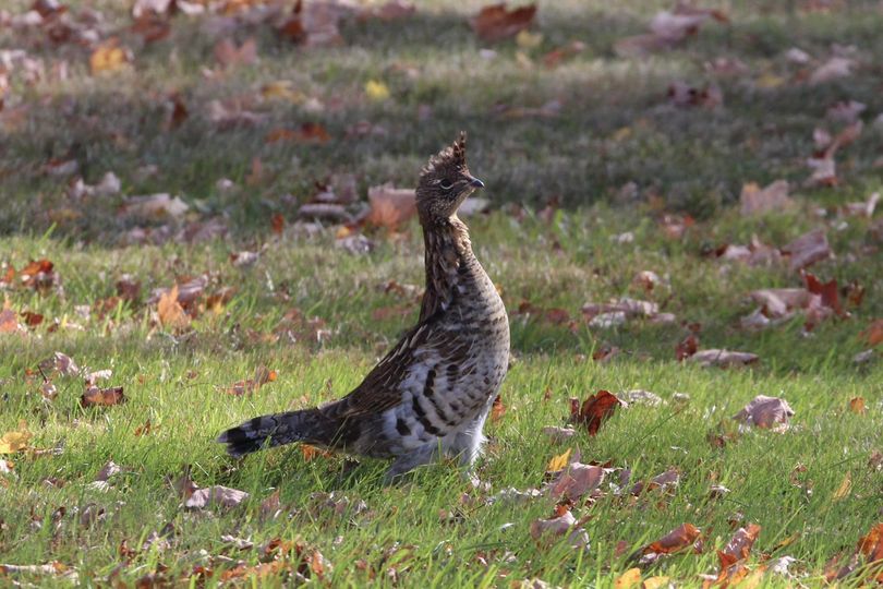 image of a grouse