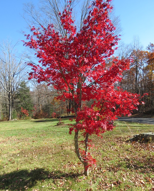 image of a red maple tree