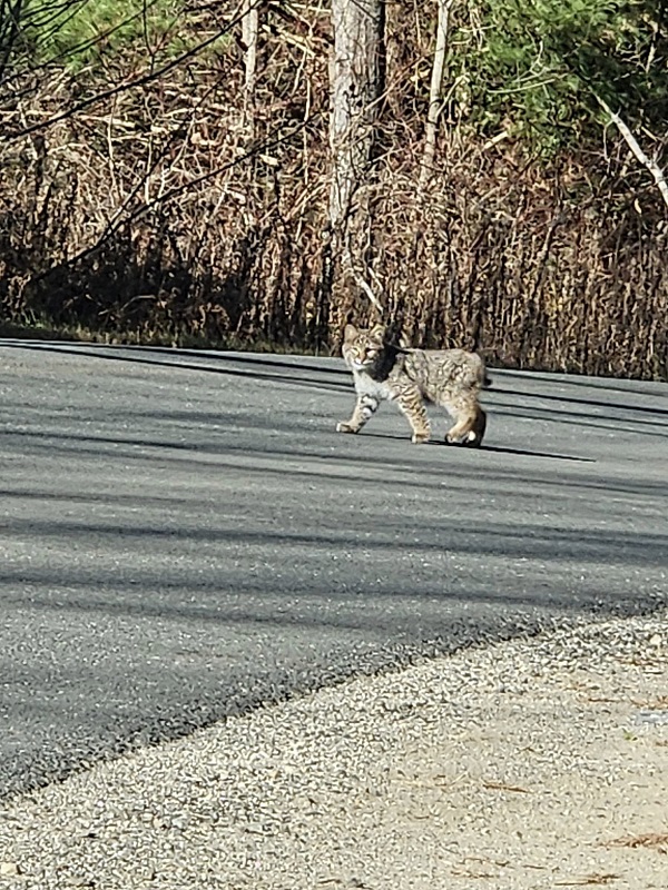 image of a bobcat crossing the road.