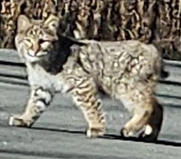 image of a bobcat