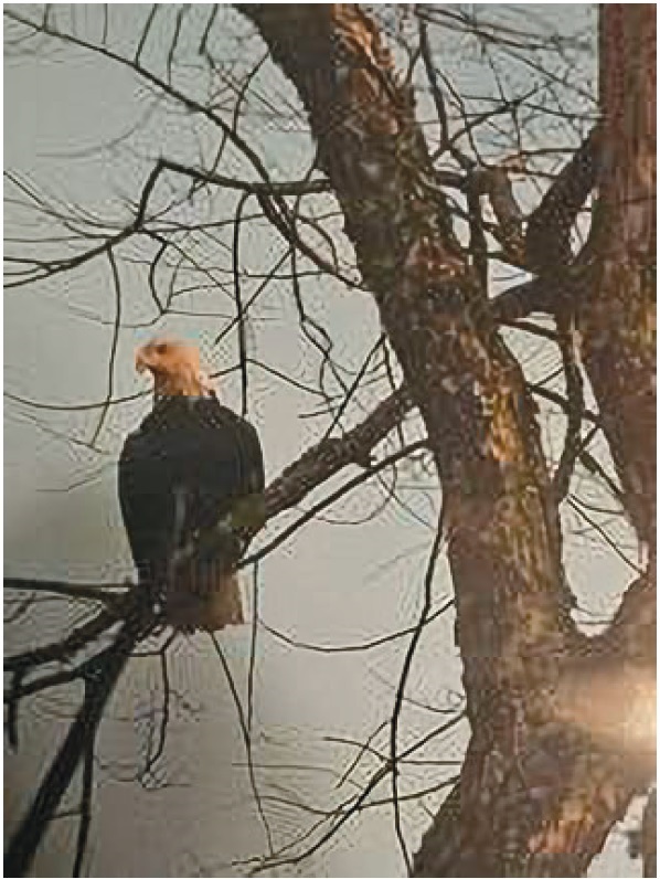 image of a bald eagle.