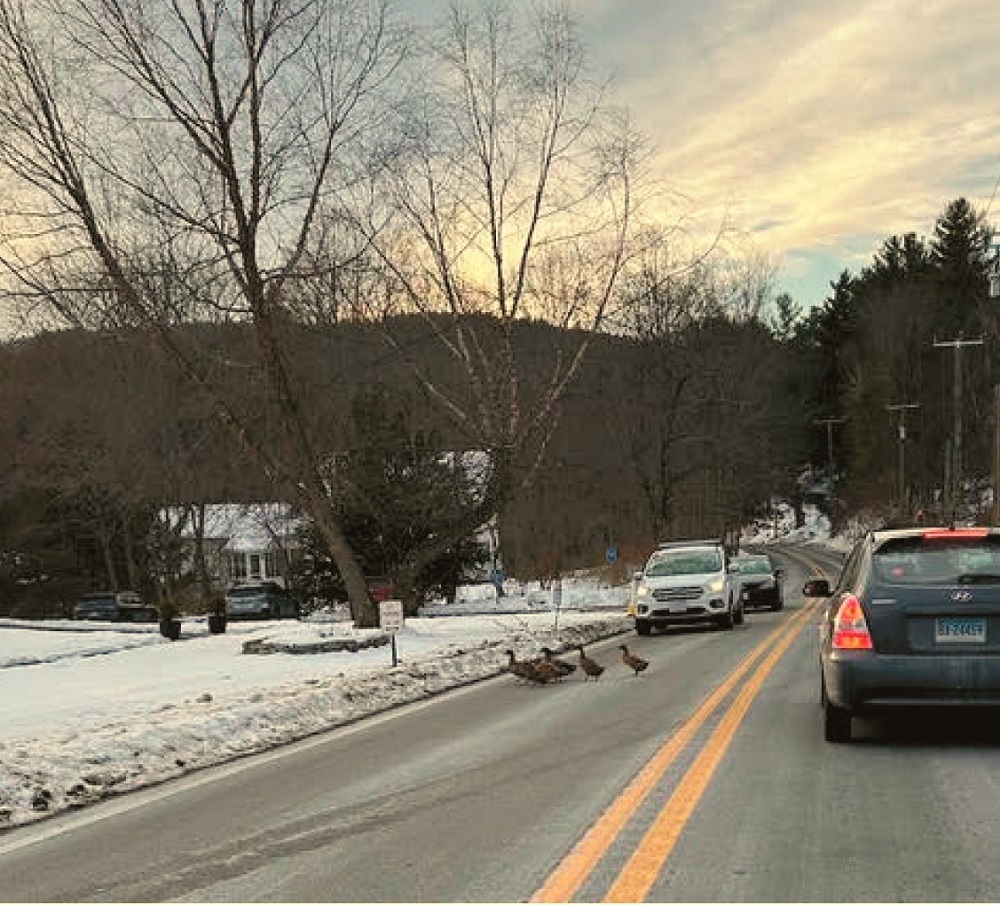 image of ducks crossing Route 57 in New Boston.
