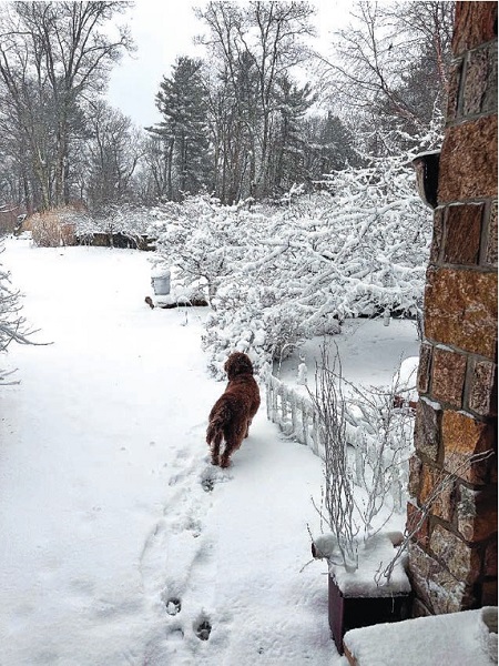 image of a dog walking in the snow
