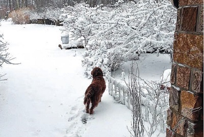 image of a dog walking in the snow.