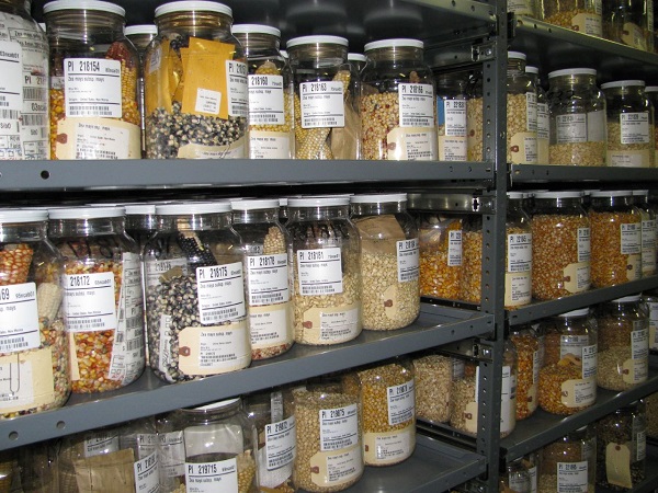 image of seeds in jars.