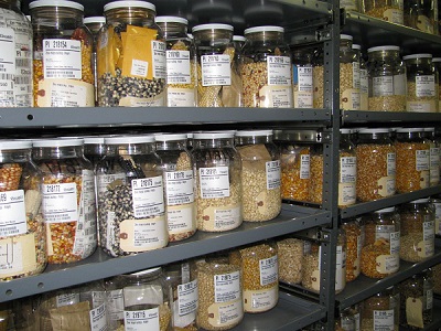 image of seeds in jars.