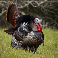 image of a turkey.