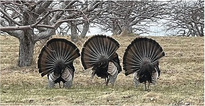 image of three male turkeys.
