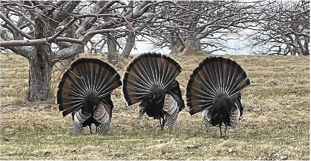 image of three male turkeys.