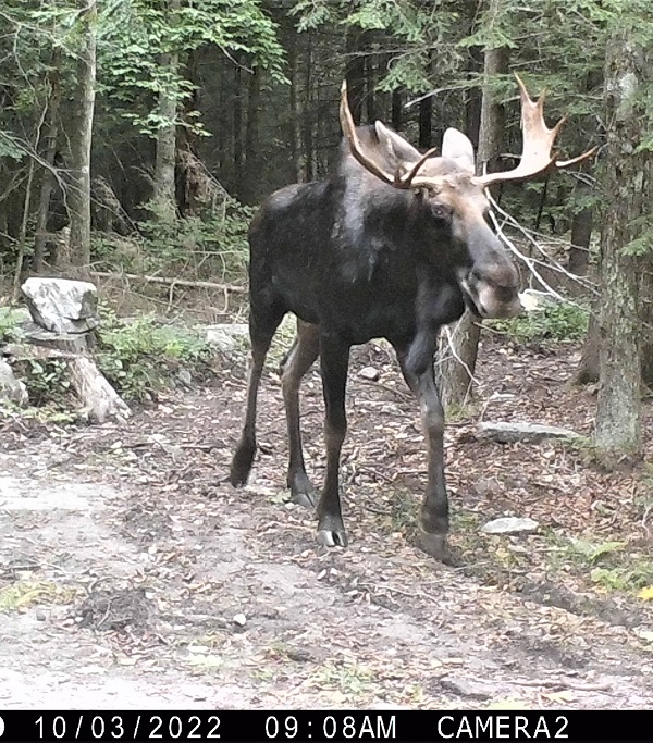 image of a moose.