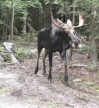 image of a moose.