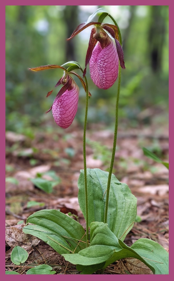 image of A Pair of Pink Lady Slippers.