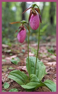 image of a pair of lady slippers.