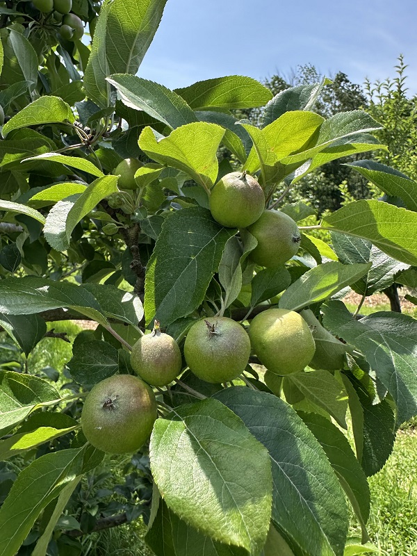 image of a bouquet of apples