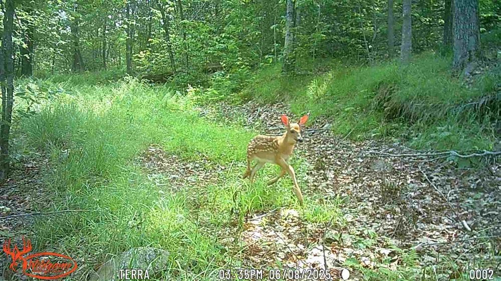 image of  a young fawn