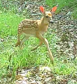 image of a young fawn.