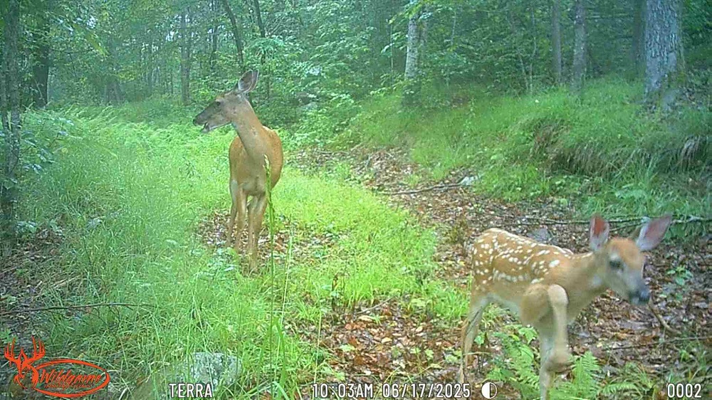 image of a deer and young fawn