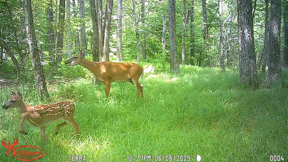 image of a deer and young fawn