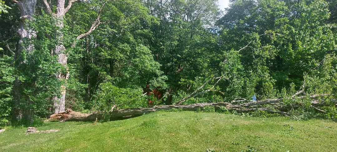 image of a downed sugar maple on Cold Spring Road.