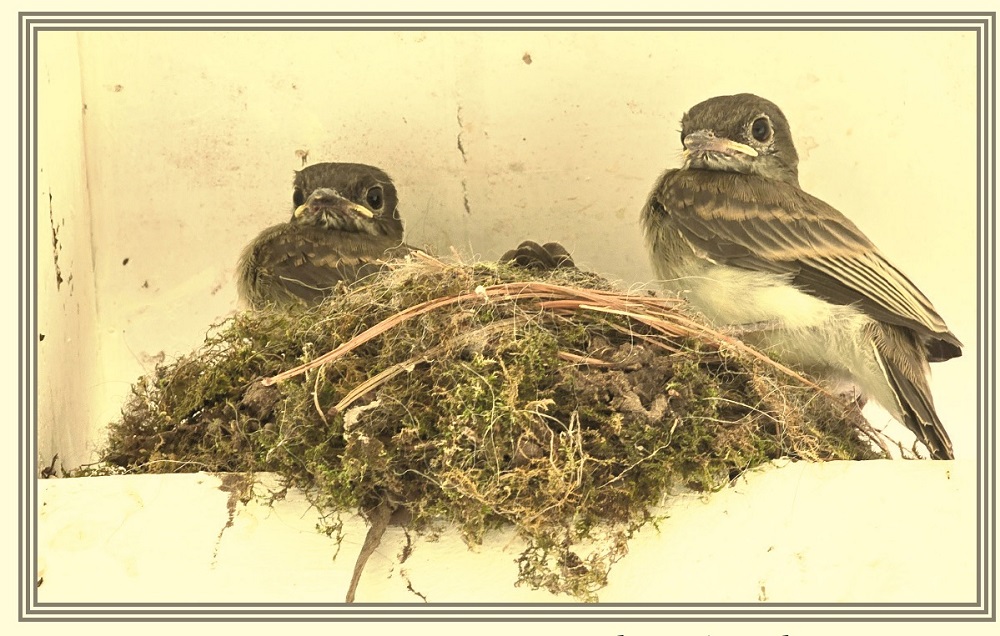image of birds in a nest