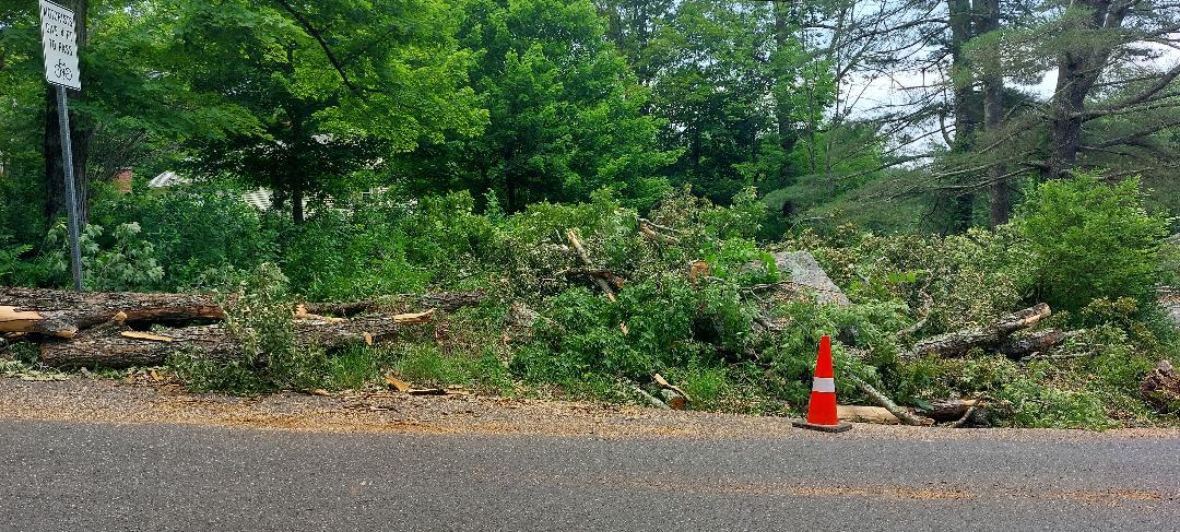 image of a downed Old maple on Town Hill Road.