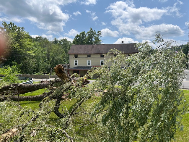 image of a downed willow at the former Silverbrook Cafe.