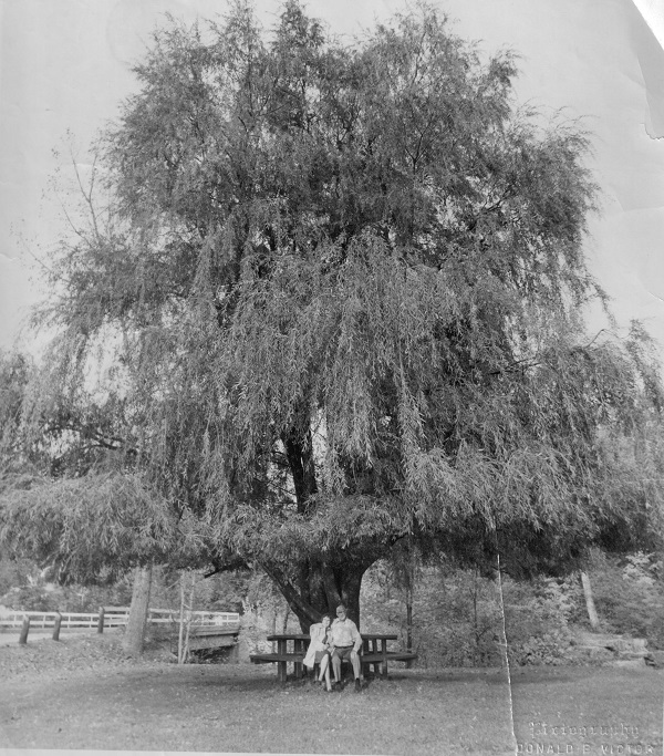 image of the sandisfield willow tree.