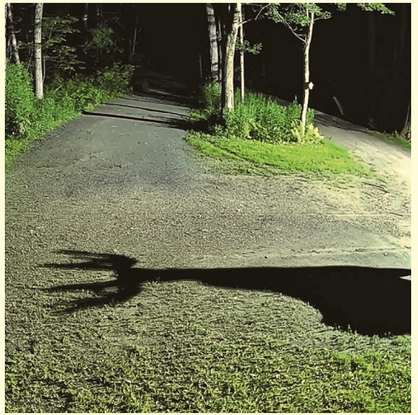 image of a moose