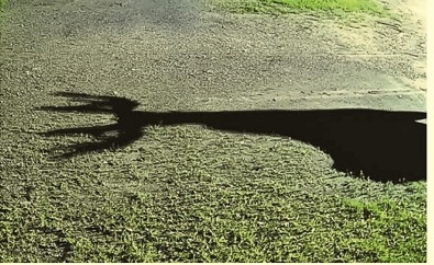 image of a moose.