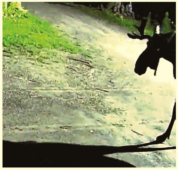 image of a moose