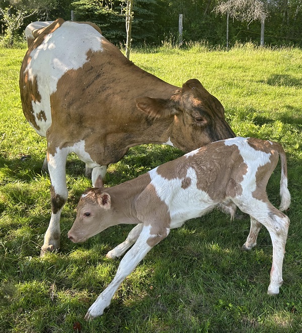 image of a baby cow