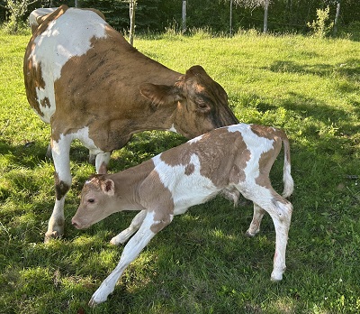 image of a baby cow.