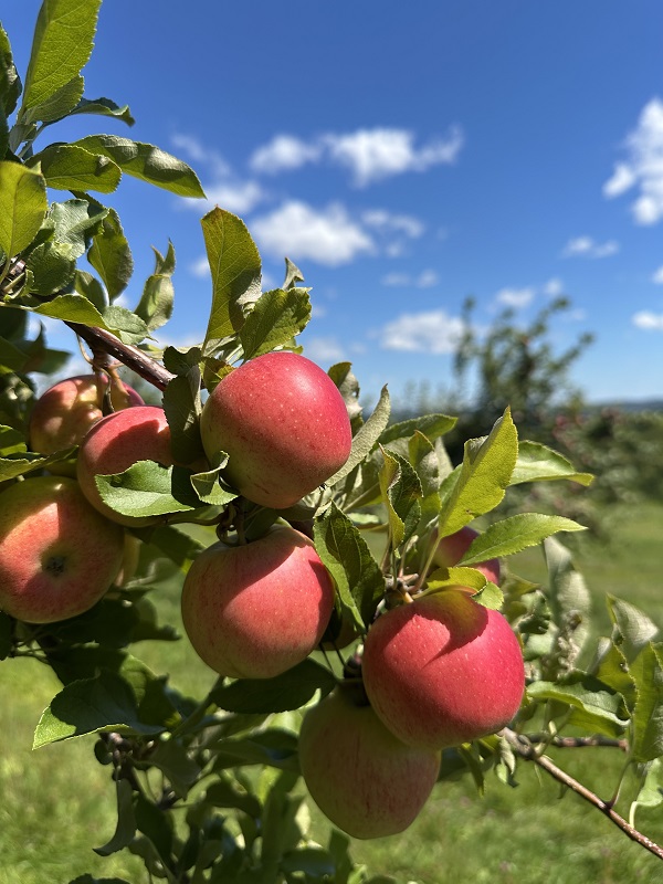 image of apples.
