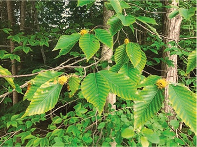image of the forest.