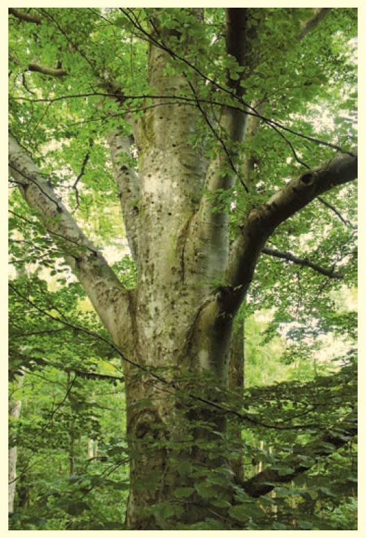 image of the forest.