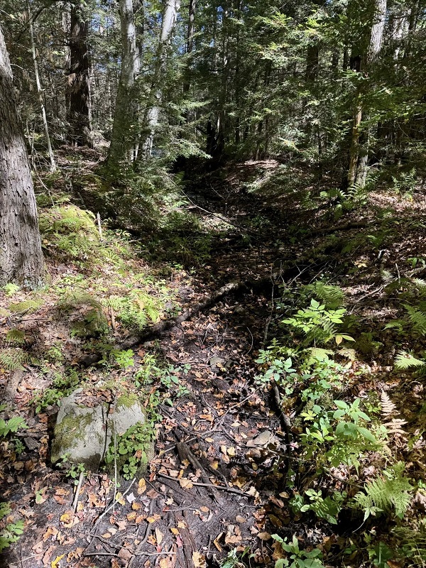 image of a knox trail path.