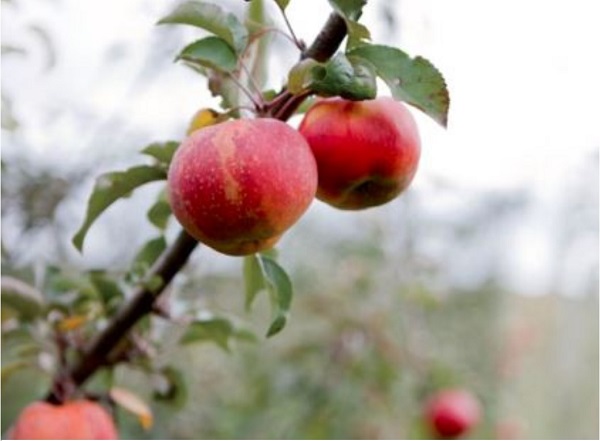 image of apples.