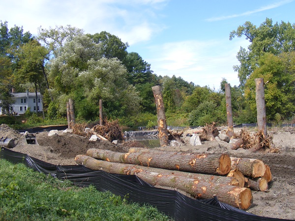 image of trees used for trout habitat.