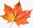 image of a maple leaf.