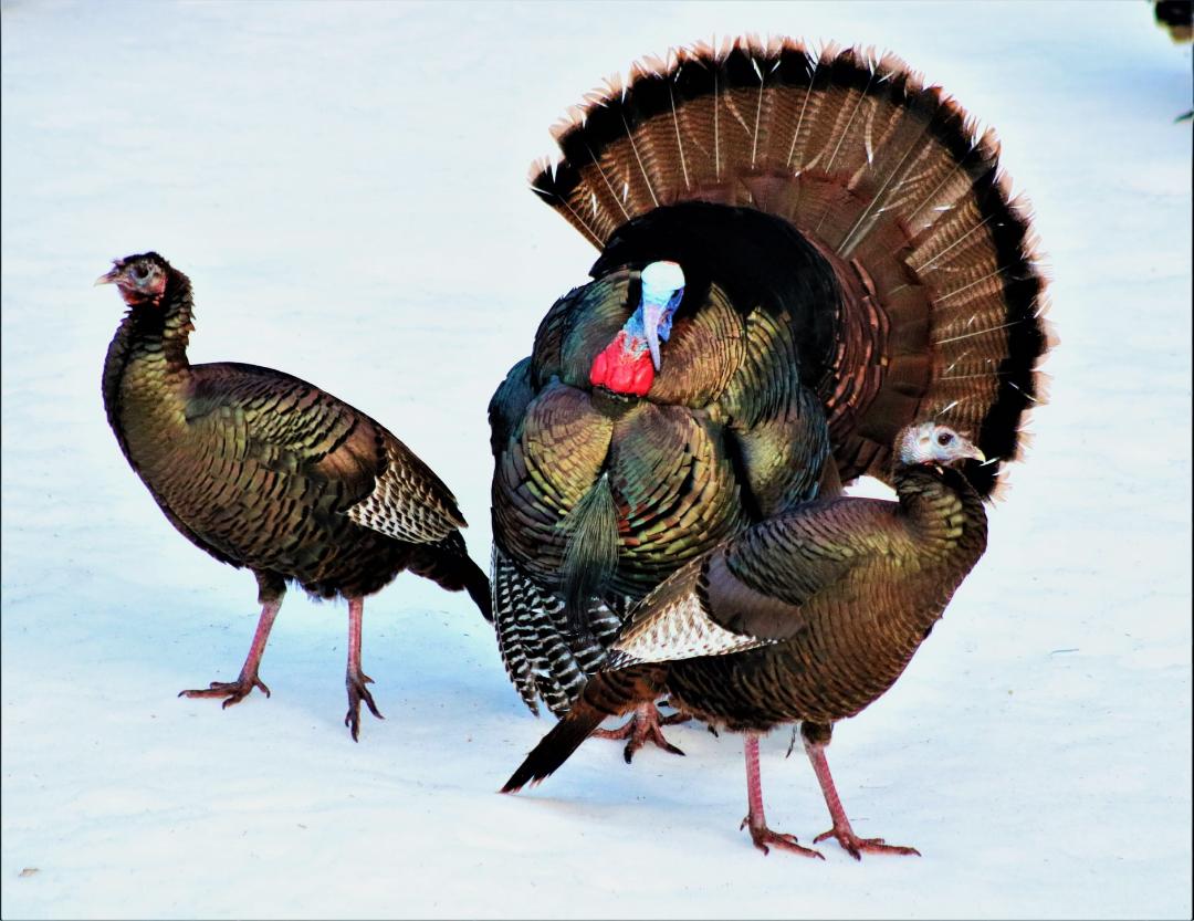 image of a turkey