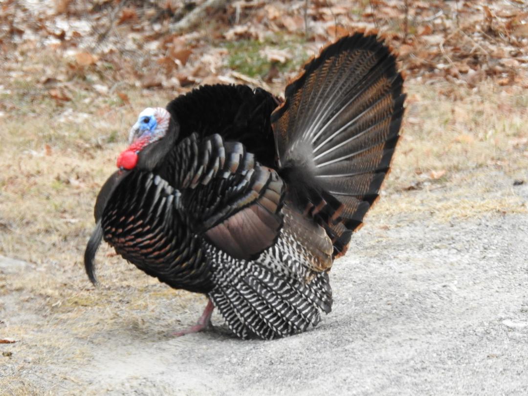 image of a turkey