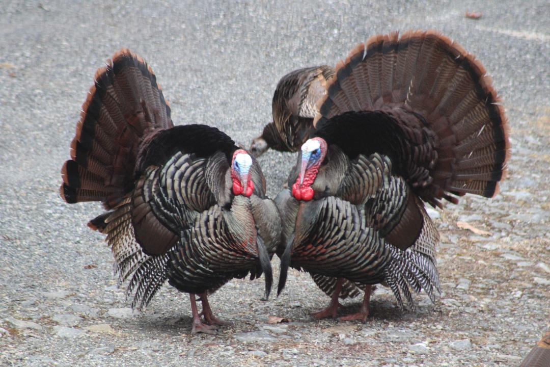 image of a turkey