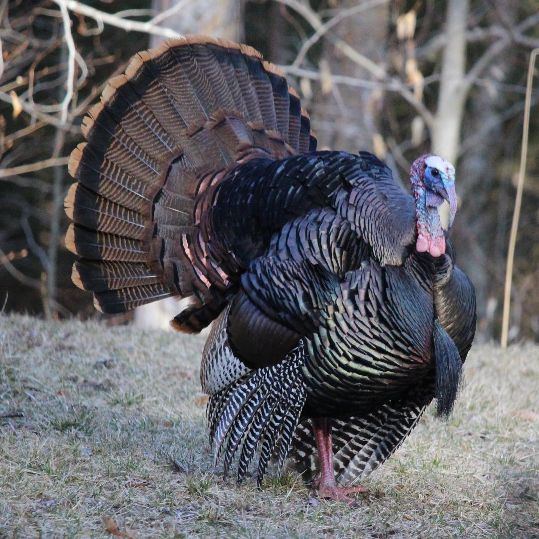 image of a turkey