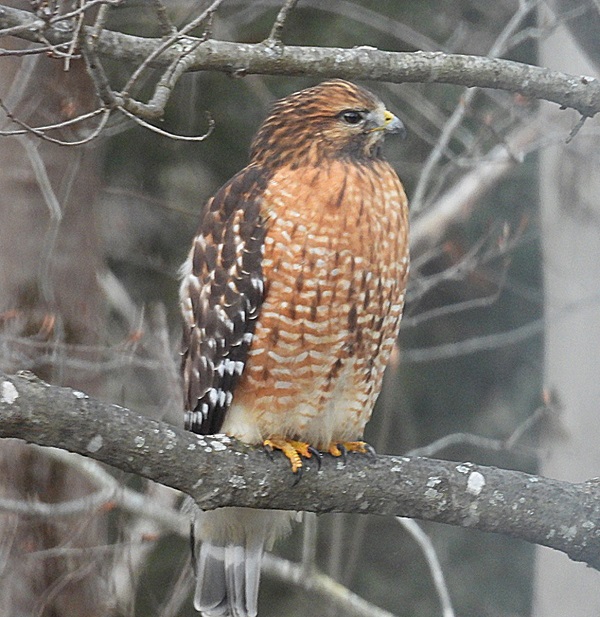 image of a red shoulderd hawk.