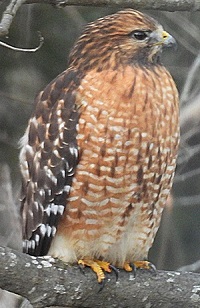image of a red shouldered hawk.