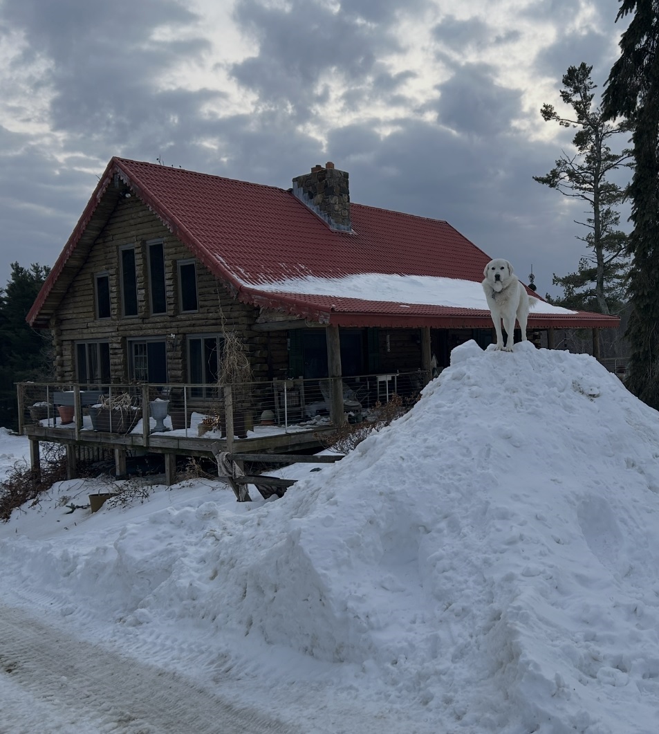 image of a dog on a snow pile.