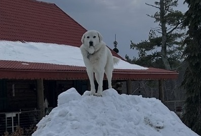 image of a dog up om a pile of snow.